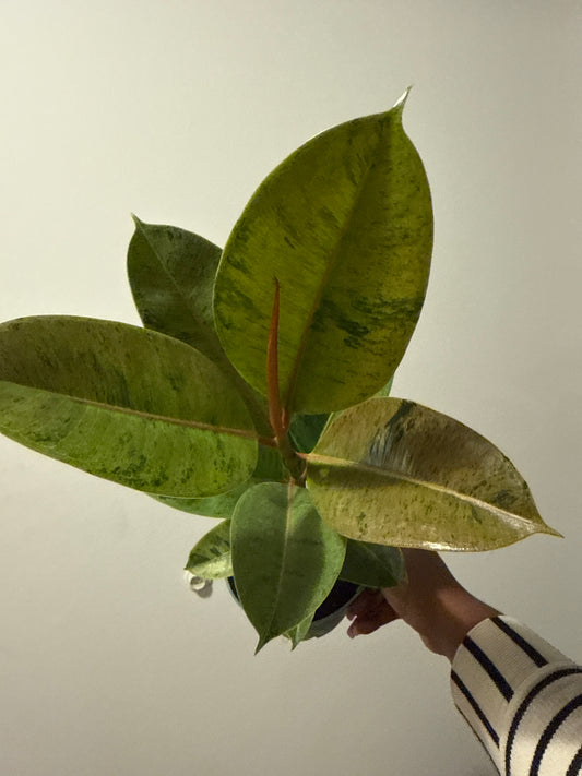 Variegated rubber plant