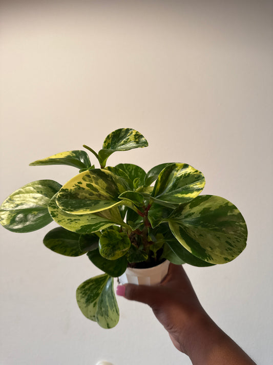 Variegated Peperomia