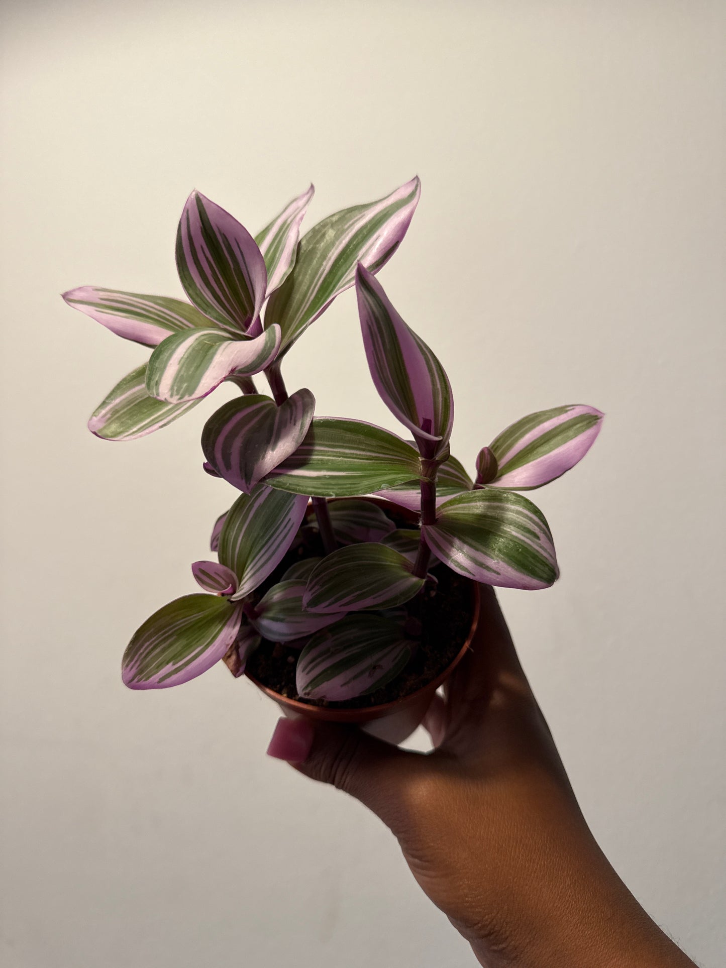 Tradescantia