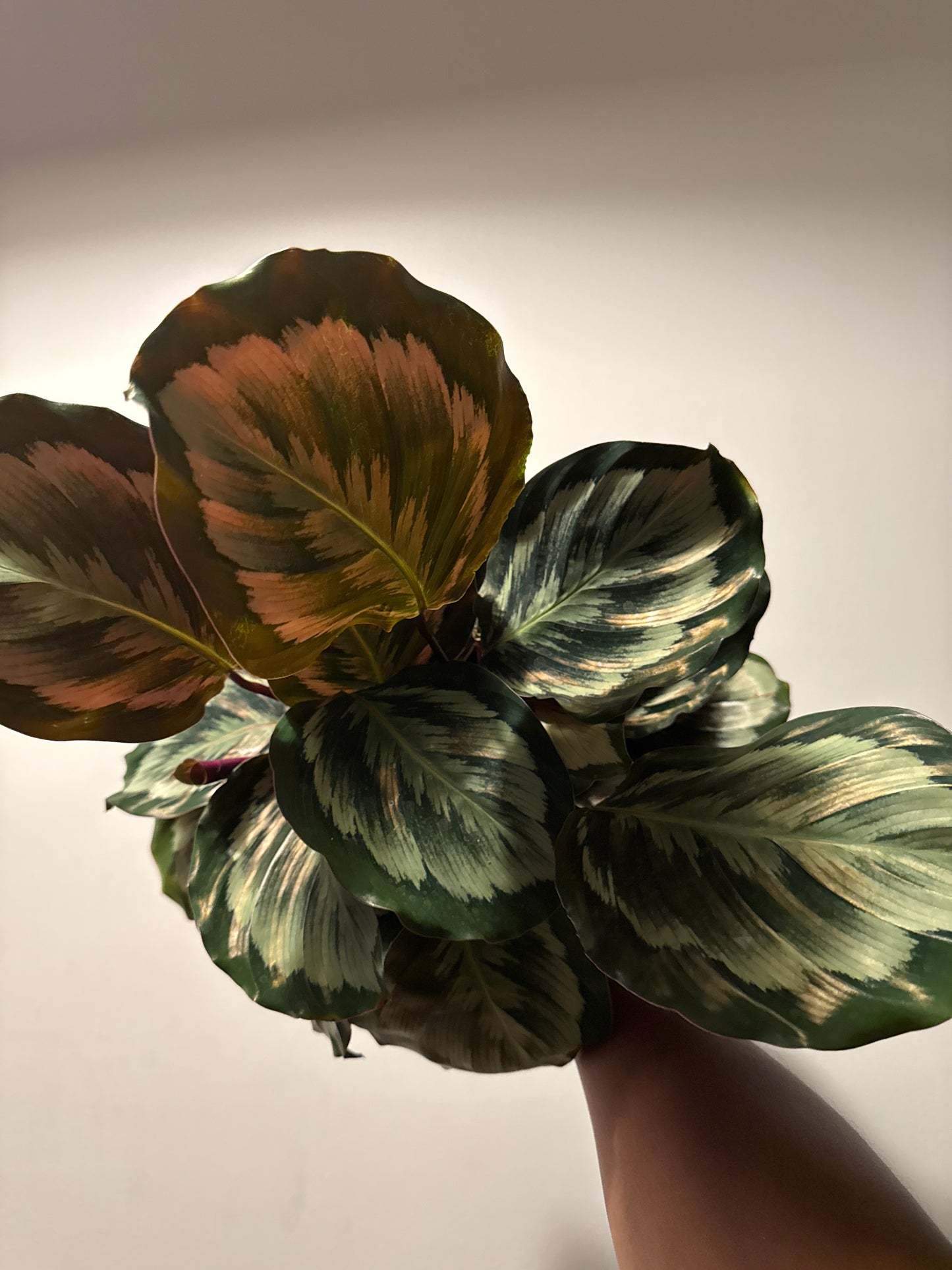Calathea