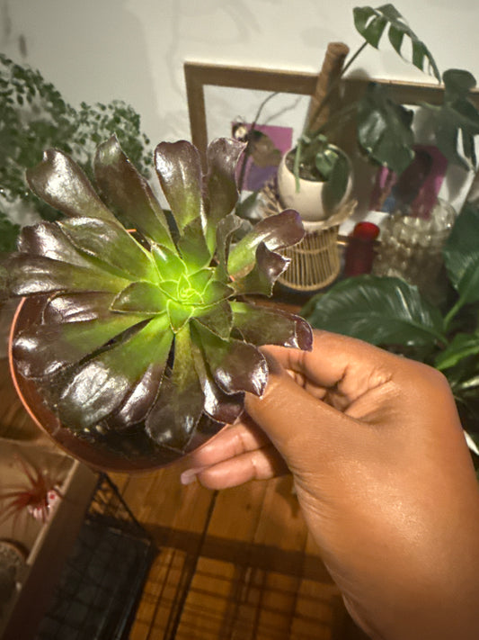 Aeonium Merlot