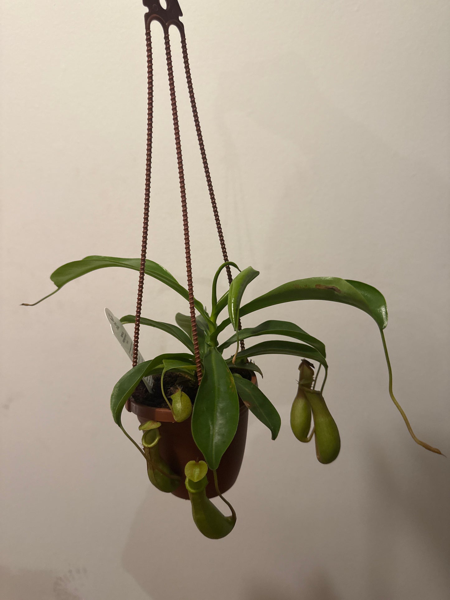 Pitcher plant