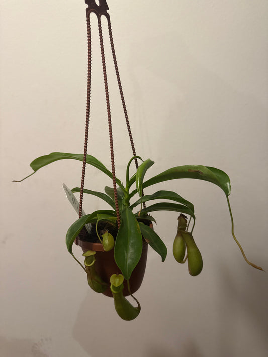 Pitcher plant