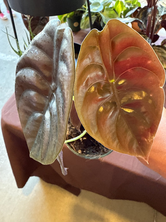 Alocasia Red Secret