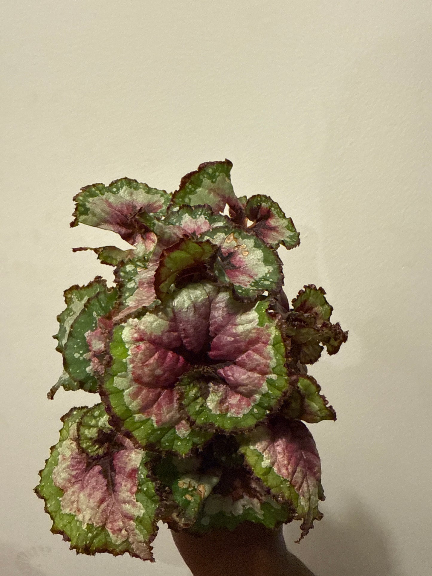 Rex Begonia