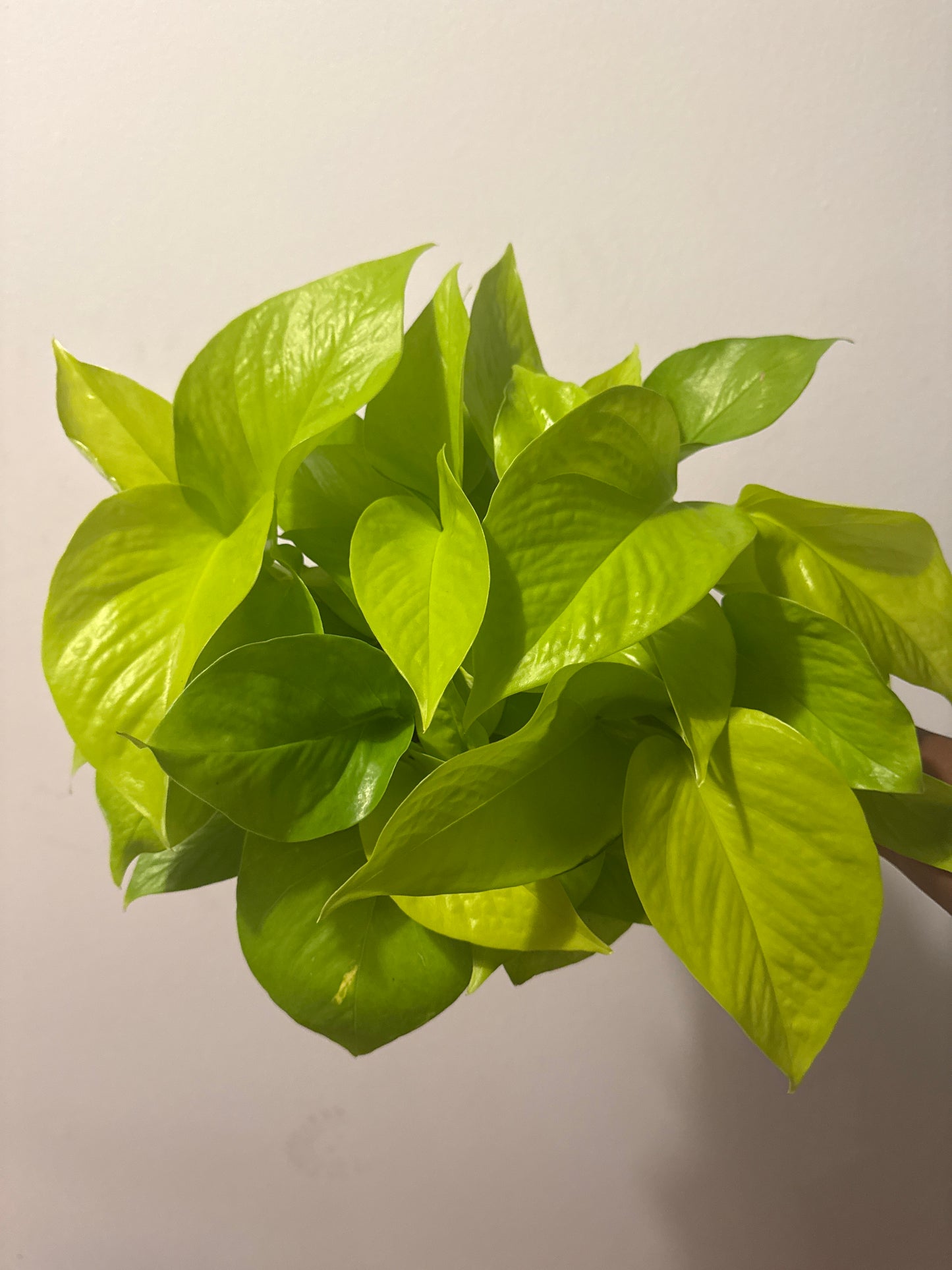 Neon pothos