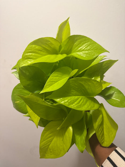 Neon pothos