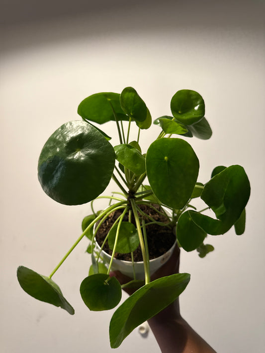 Pilea