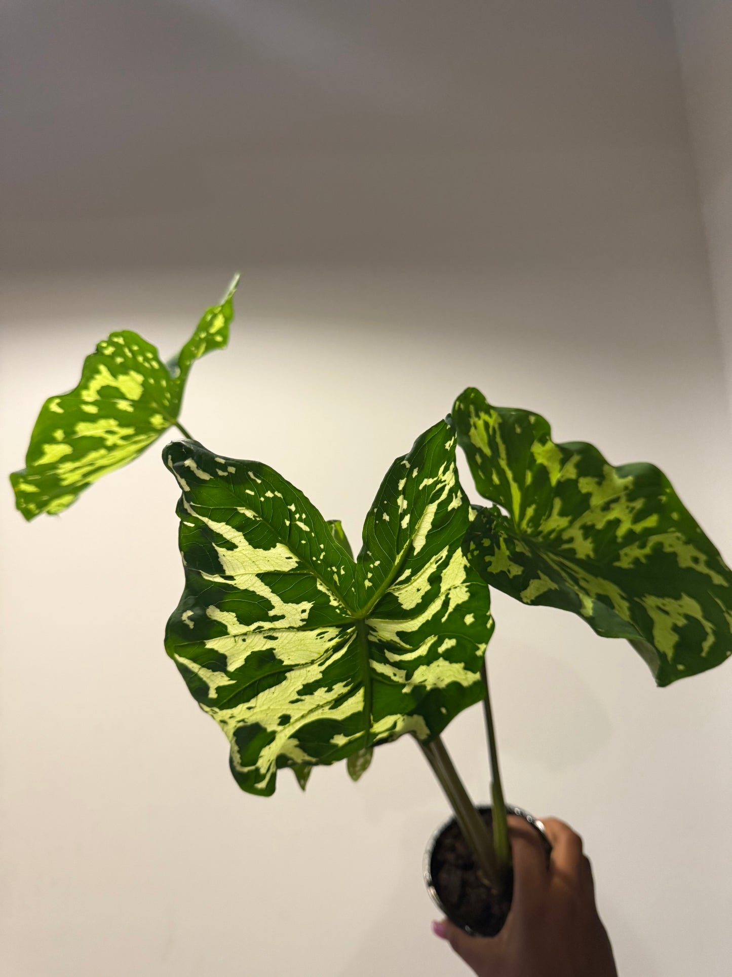 Alocasia ‘Hilo Beauty