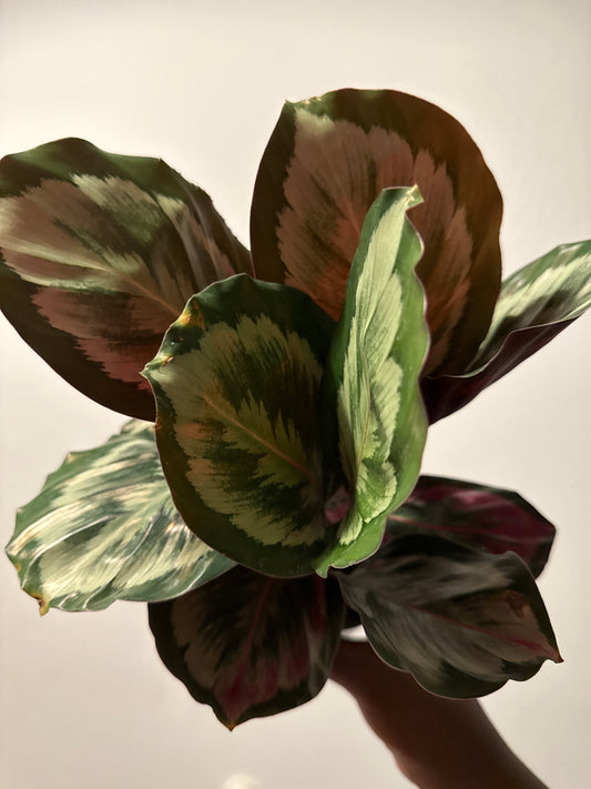 Calathea