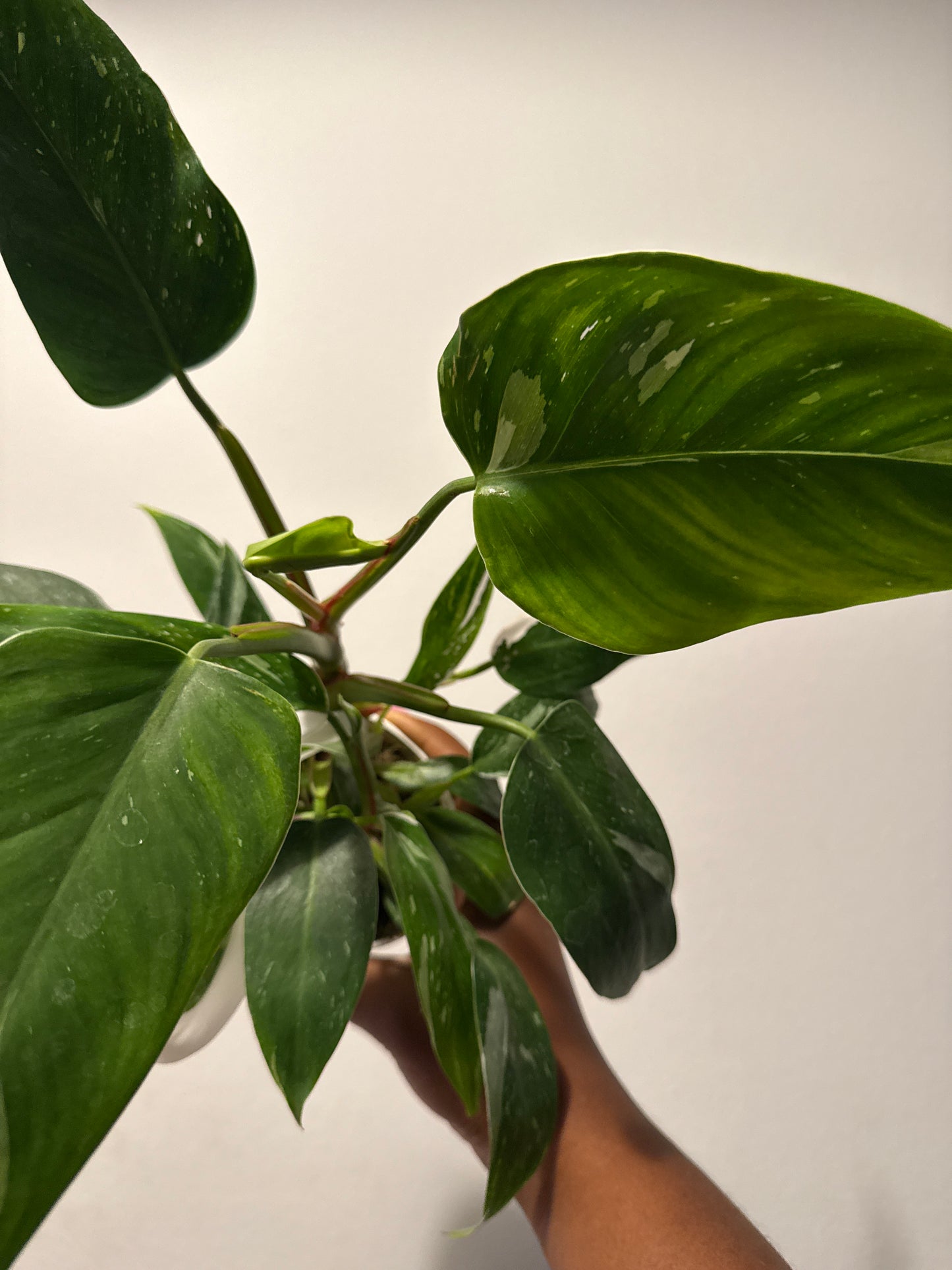 Philodendron rugosum