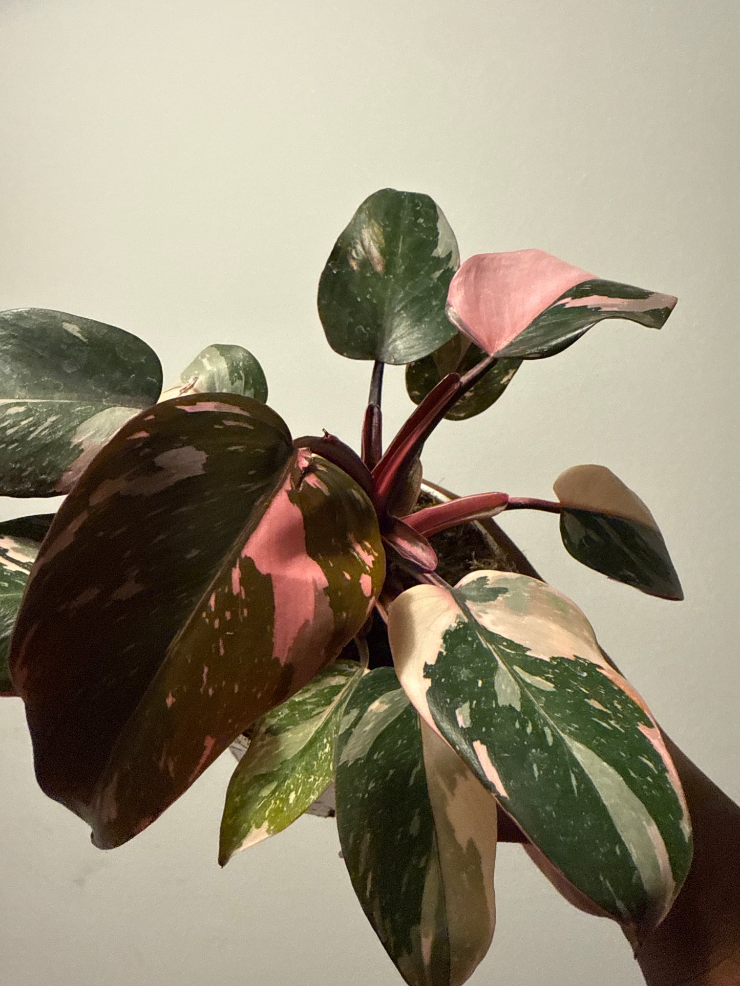Philodendron ‘Pink Princess’