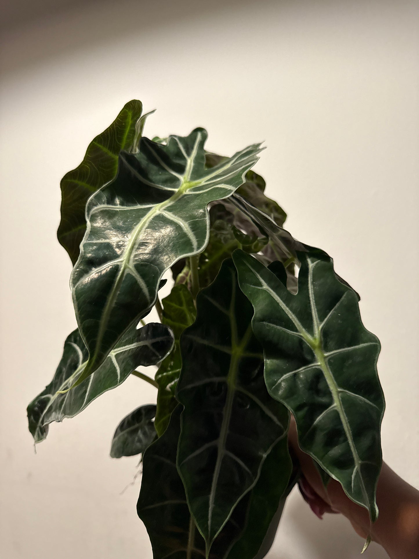 Alocasia ‘Polly’