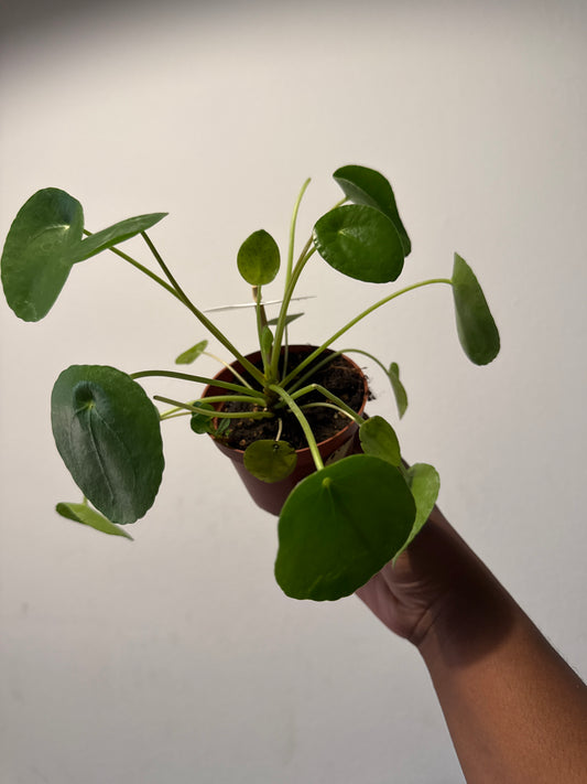 Pilea