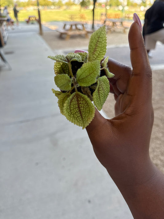 Mini plants