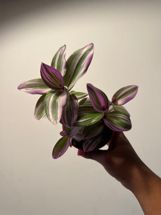Tradescantia