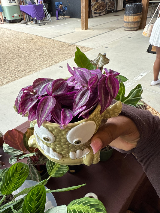 Snaggle Tooth Plant (Halloween)