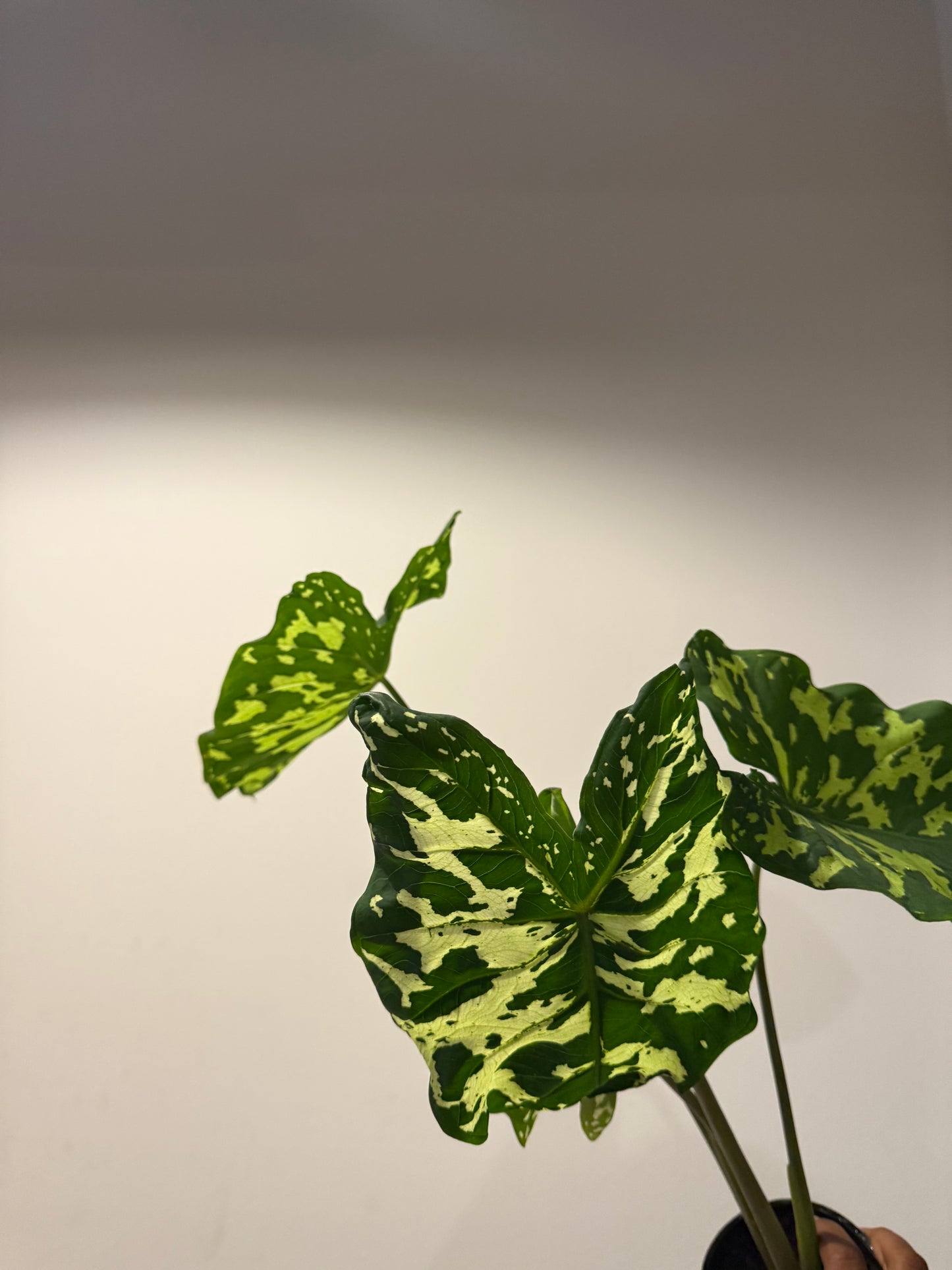 Alocasia ‘Hilo Beauty