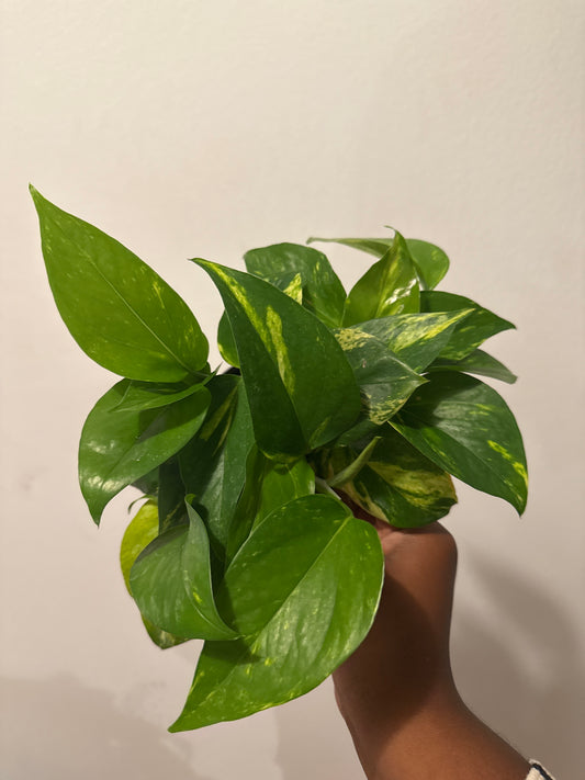 Golden Pothos