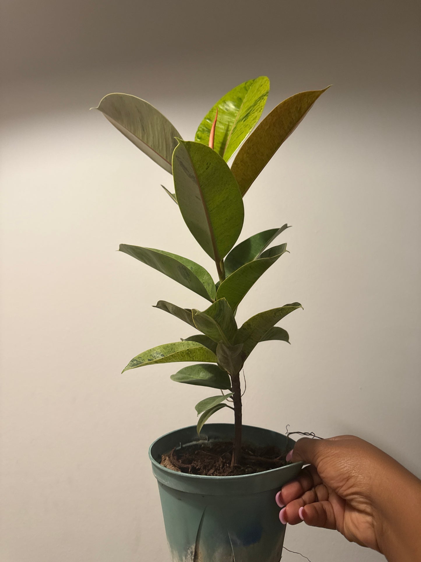 Variegated rubber plant