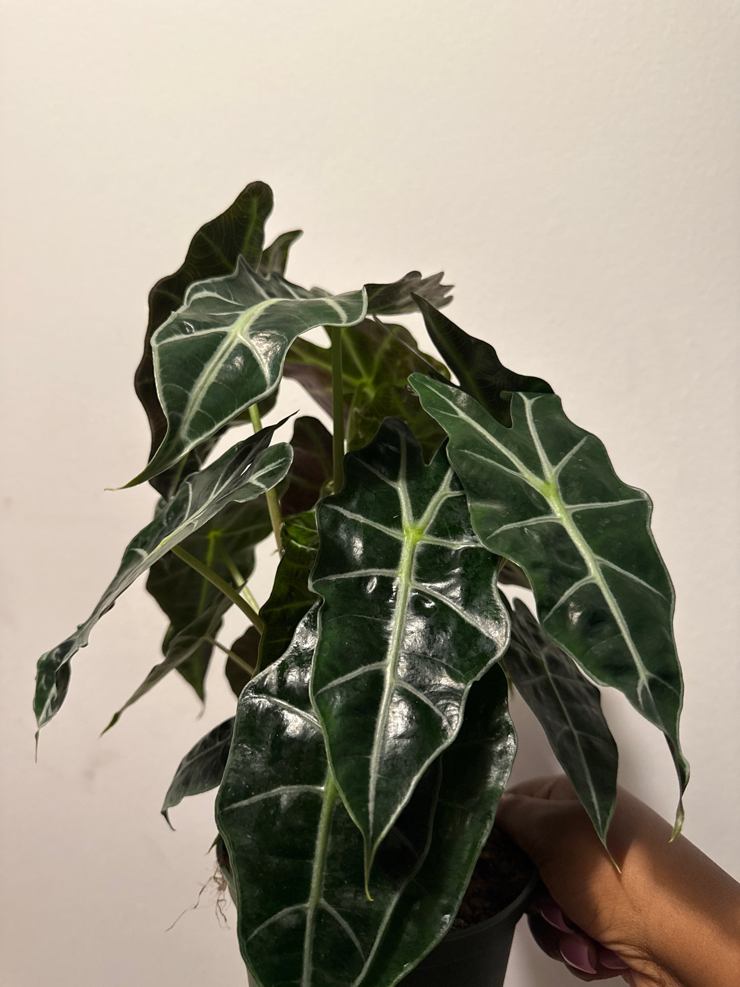 Alocasia ‘Polly’