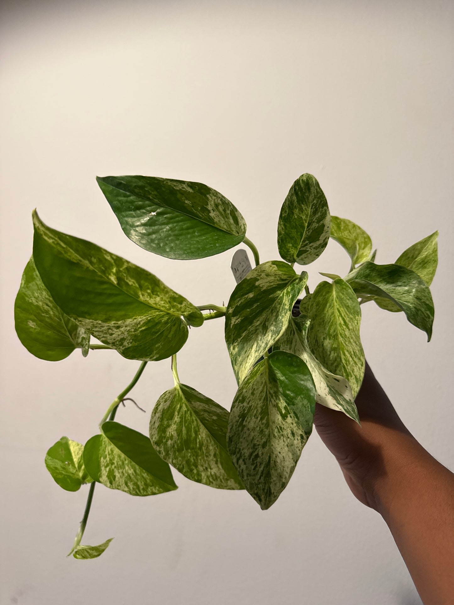 Marble Queen Pothos