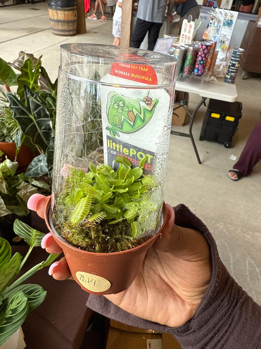 Mini Venus fly trap