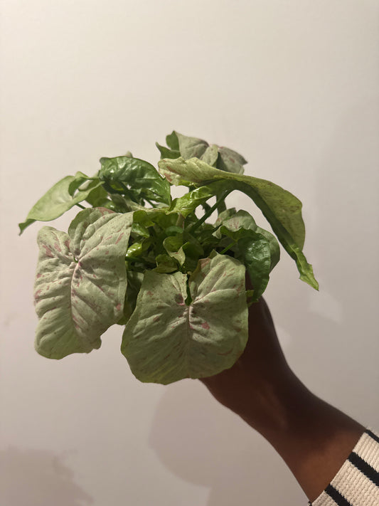 Syngonium milk confetti