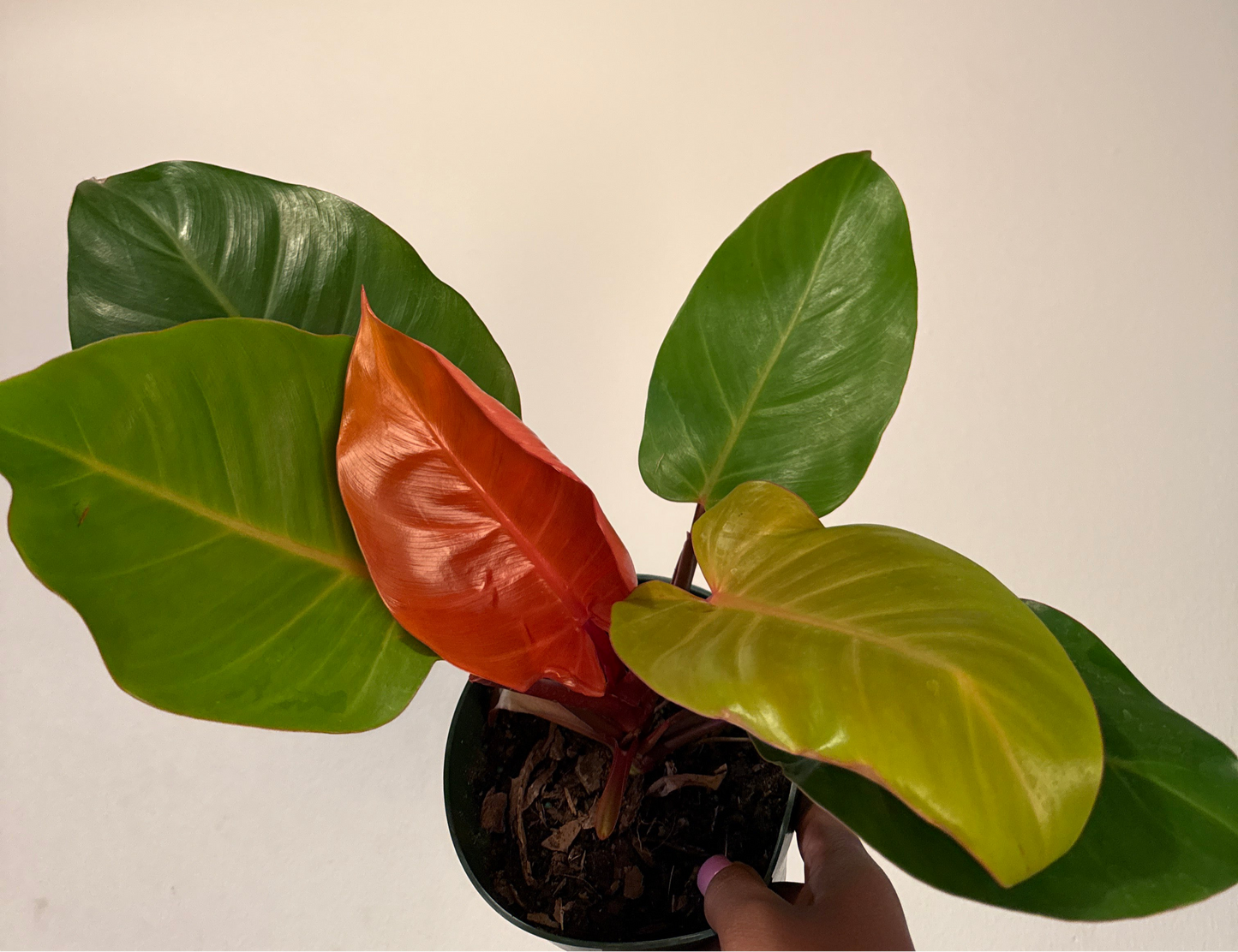 Philodendron ‘Prince of Orange’
