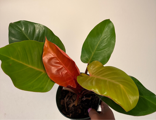Philodendron ‘Prince of Orange’