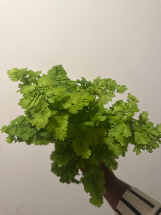 Maiden hair fern