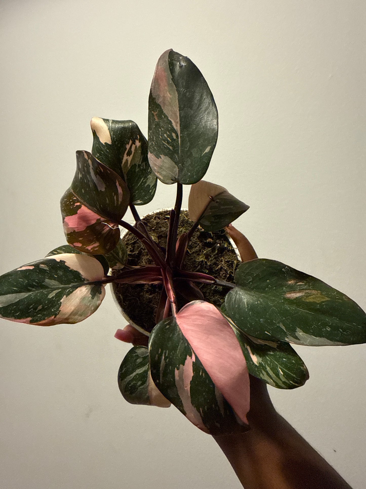 Philodendron ‘Pink Princess’
