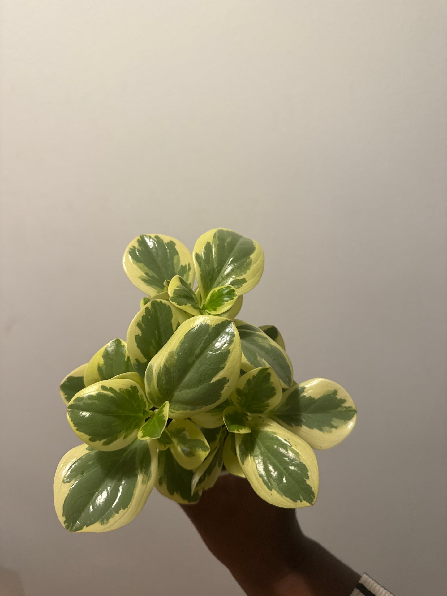 Variegated peperomia