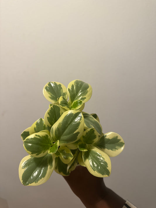 Variegated peperomia