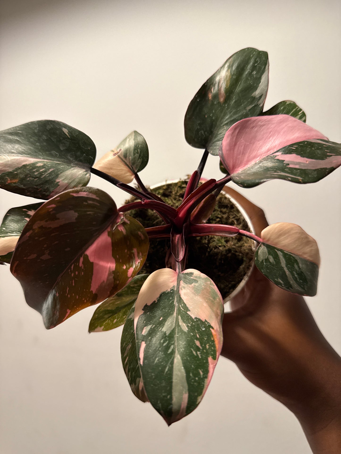 Philodendron ‘Pink Princess’