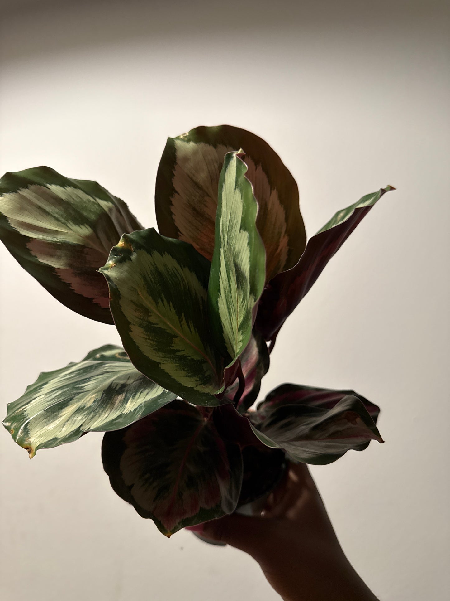 Calathea