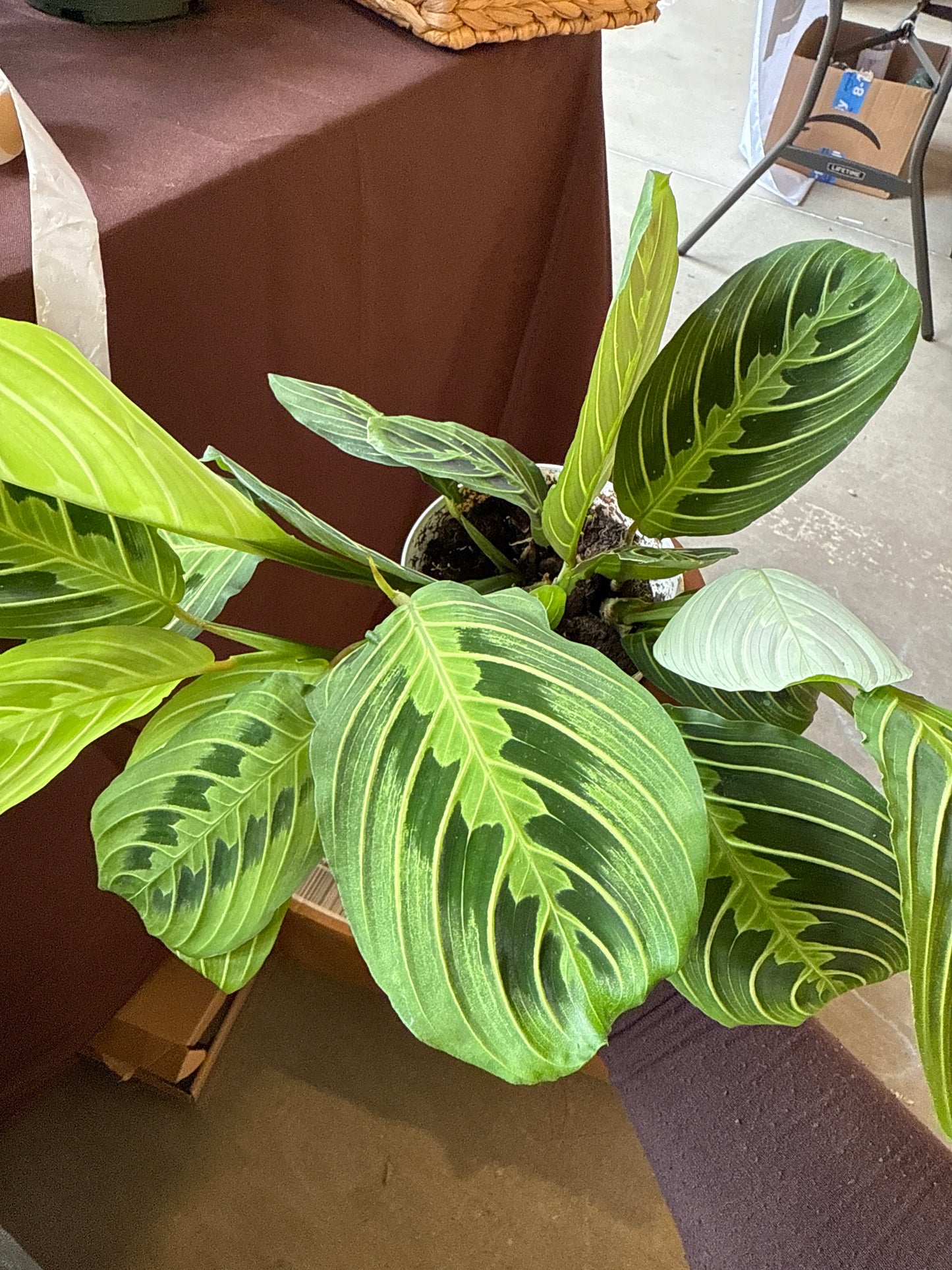 Prayer Plant Maranta