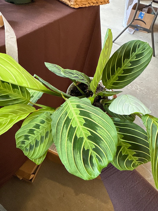 Prayer Plant Maranta