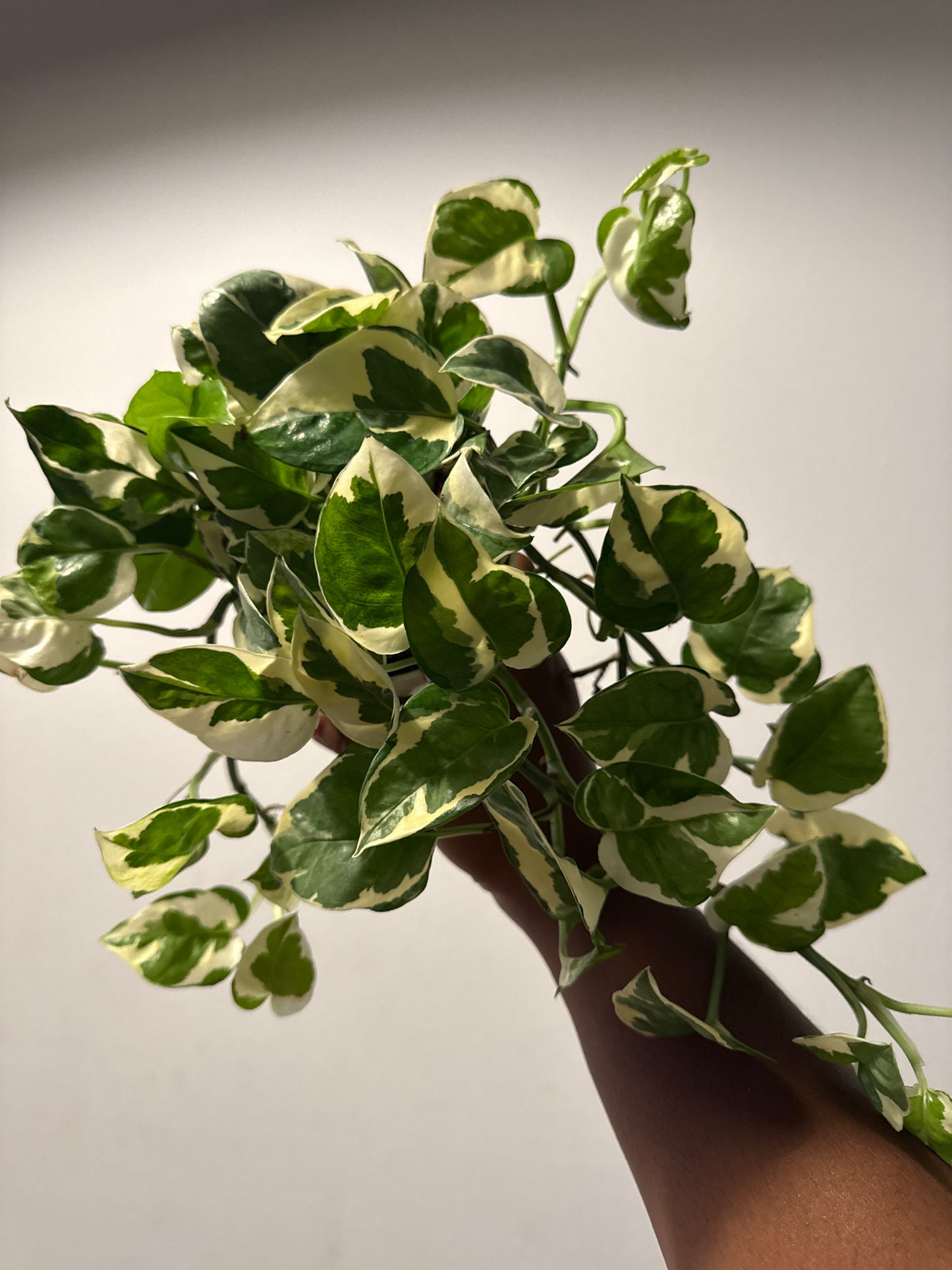 Pothos Njoy