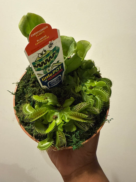 Venus fly trap