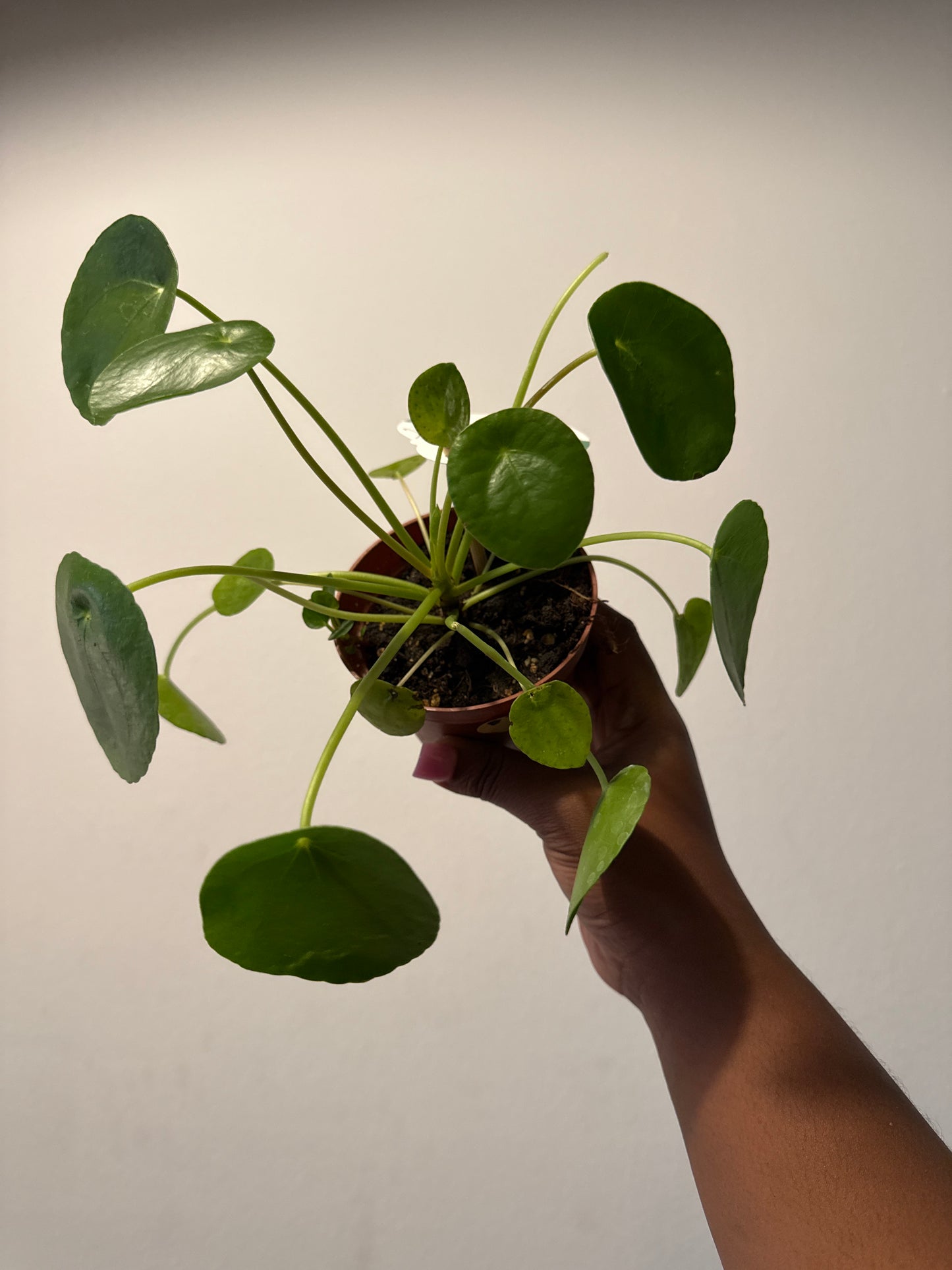 Pilea
