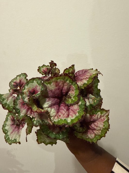 Rex Begonia