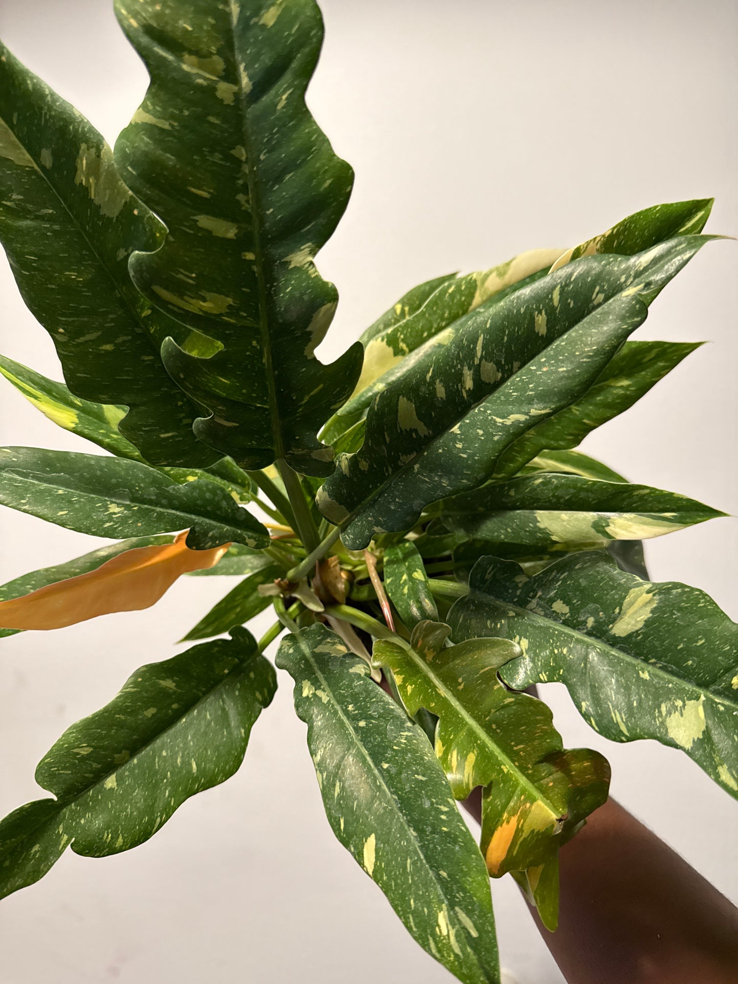 Philodendron ‘Ring of Fire’