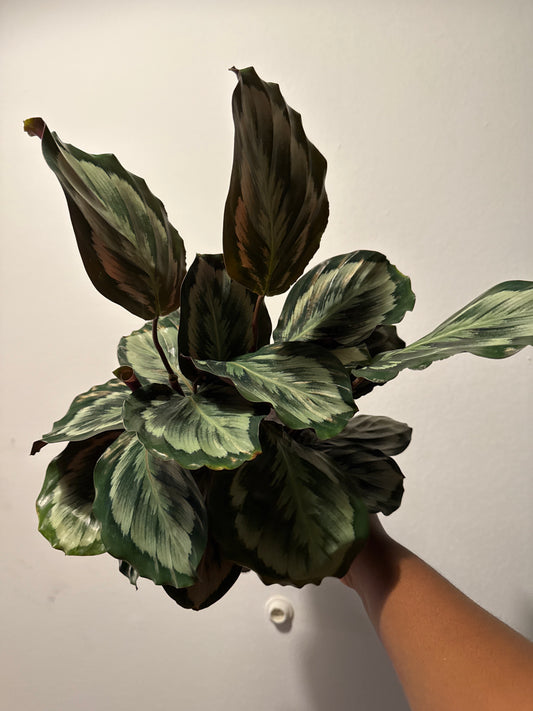 Calathea