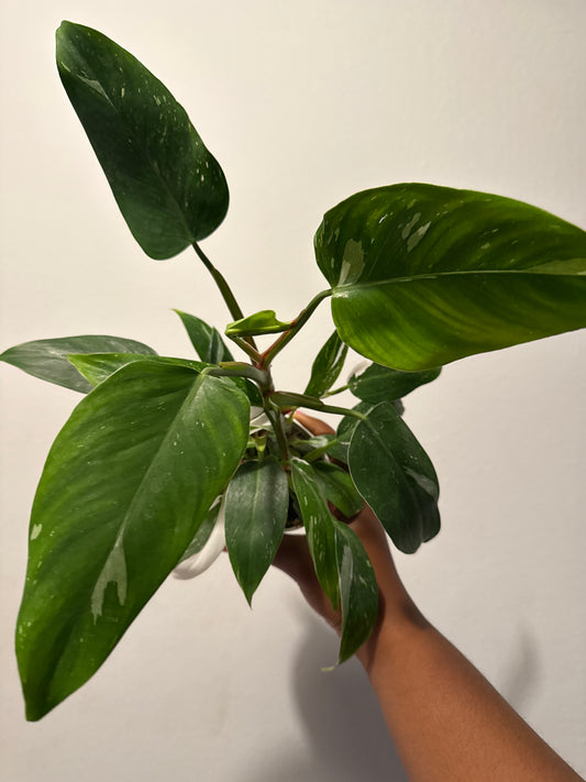 Philodendron rugosum