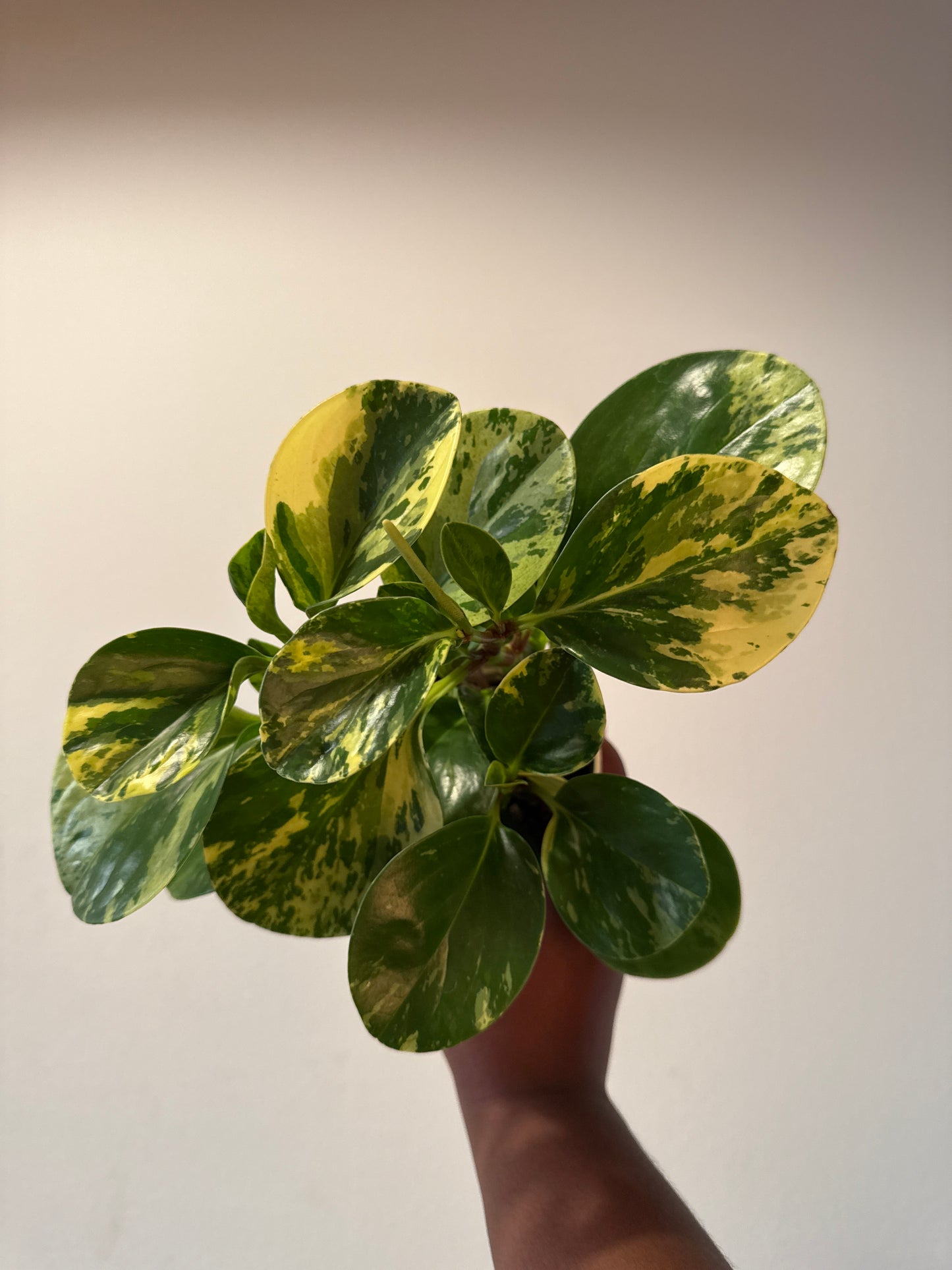 Variegated Peperomia