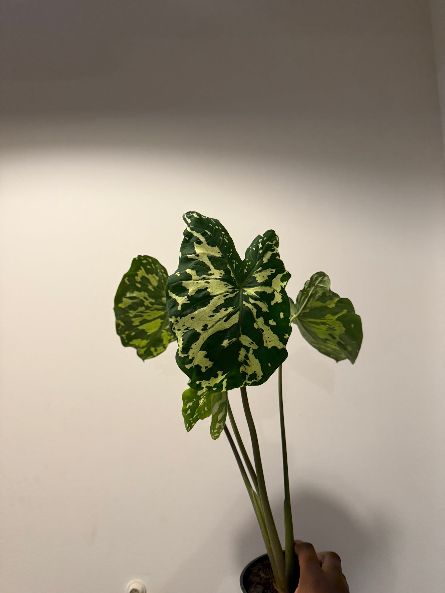 Alocasia ‘Hilo Beauty