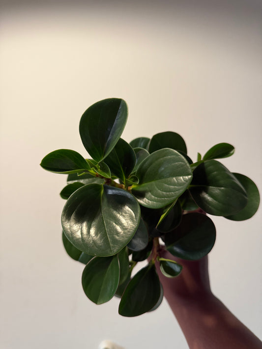 Peperomia