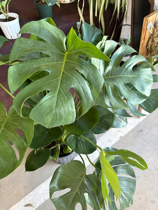 Big Monstera