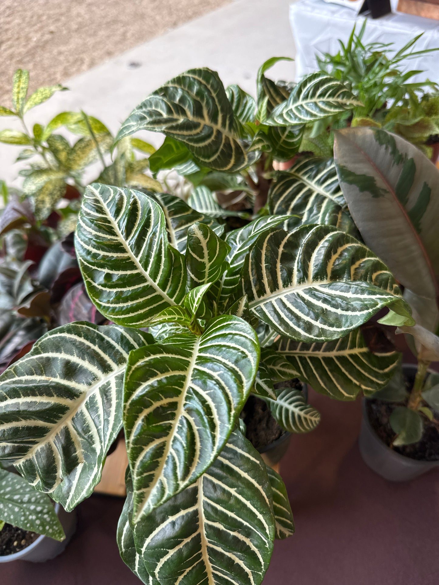 4 in. Zebra Plant
